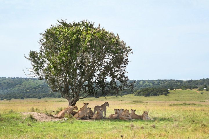 One Day Akagera National Park Big Five Safari