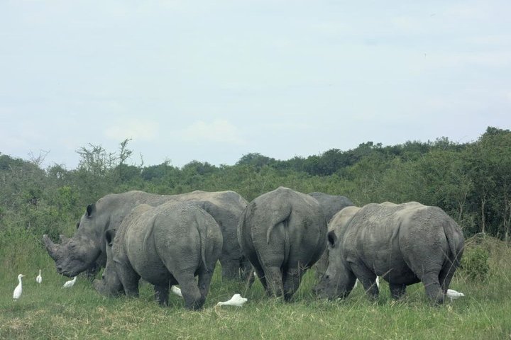 One Day Akagera National Park Big Five Safari