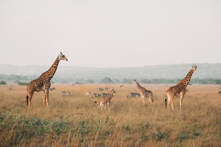 One Day Akagera National Park Big Five Safari