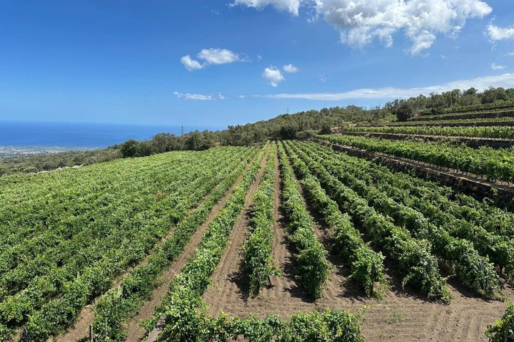 Etna and Wine an experience between nature and aromas with taste.