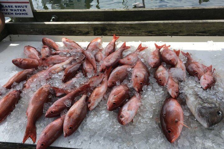 Pensacola Beach Deep Sea Fishing Charter – 5-Hour Gulf Adventure