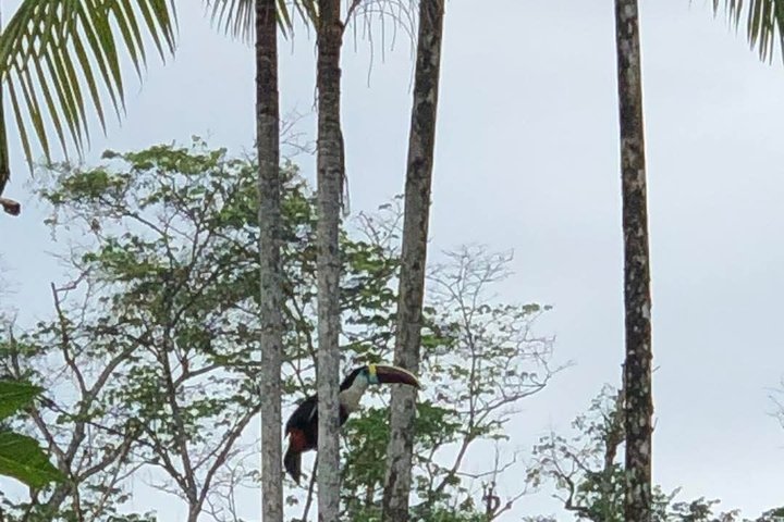 Para District Nature and Culture Day Tour from Paramaribo