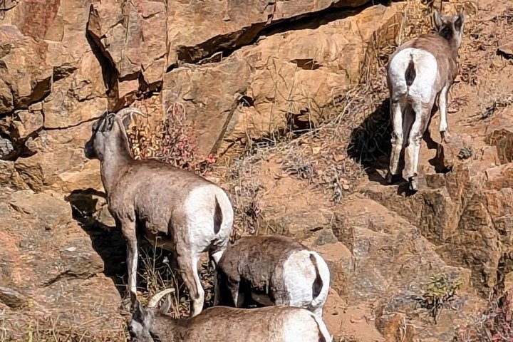 Rocky Mountain Escape - Scenic Views and Nature Walks