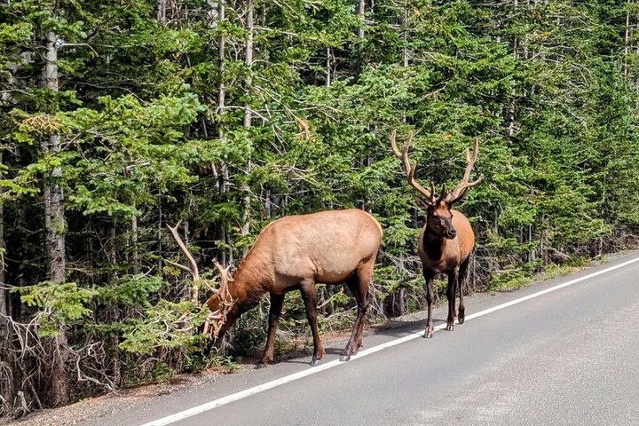Discover Rocky Mountain National Park-Small Group Tour & Picnic