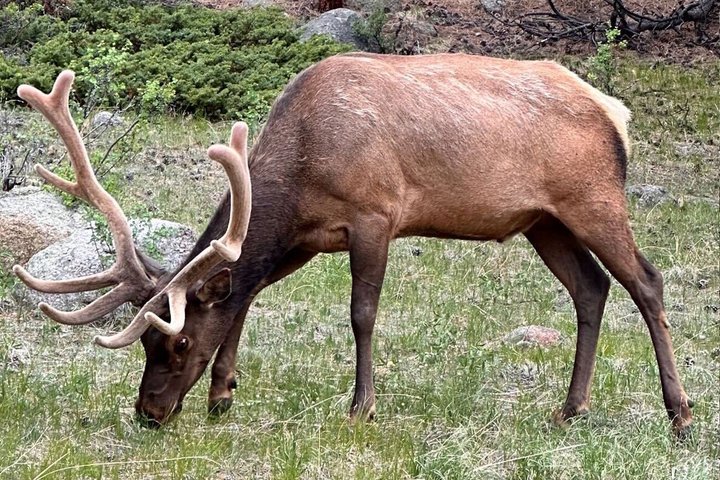 Discover Rocky Mountain National Park-Small Group Tour & Picnic