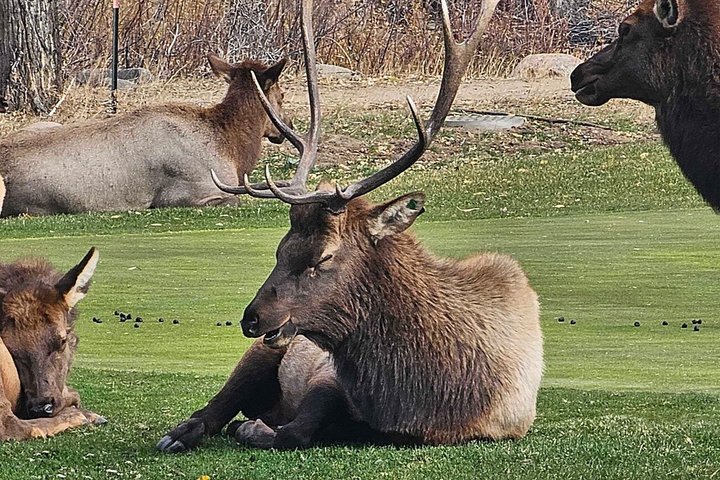 Discover Rocky Mountain National Park-Small Group Tour & Picnic