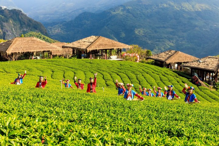 From Taichung/Kaohsiung/Chiayi:Alishan Hidden Gems Private Tour
