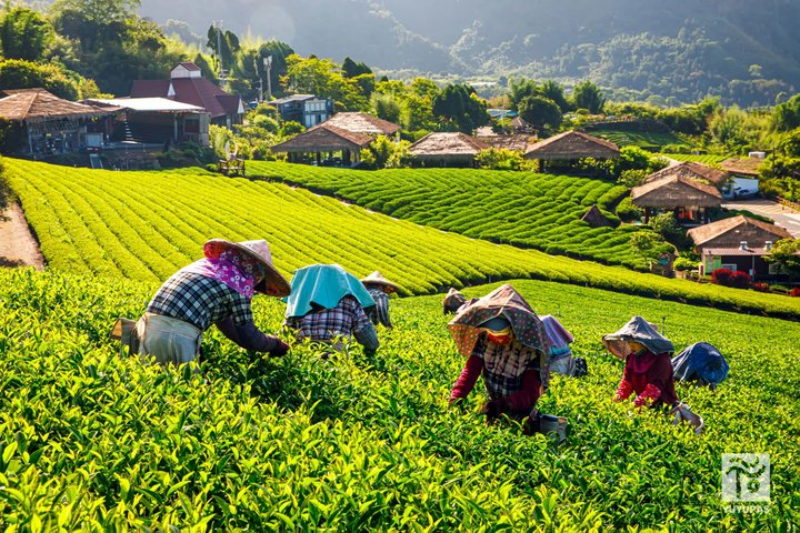 From Taichung/Kaohsiung/Chiayi:Alishan Hidden Gems Private Tour
