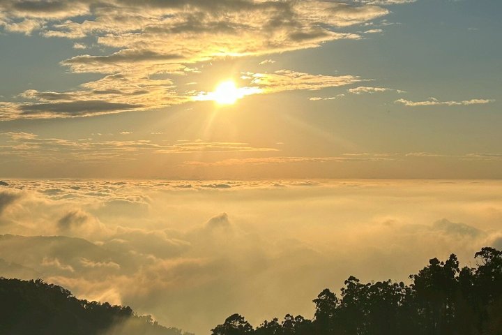 From Taichung/Kaohsiung/Chiayi:Alishan Hidden Gems Private Tour