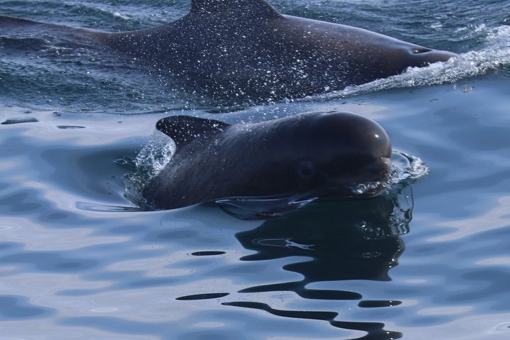 Stø Whale Watching Safari in Vesterålen with Puffins & Seals