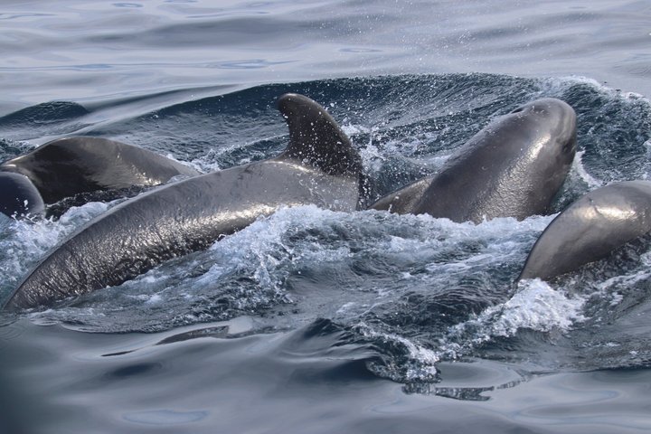 Stø Whale Watching Safari in Vesterålen with Puffins & Seals