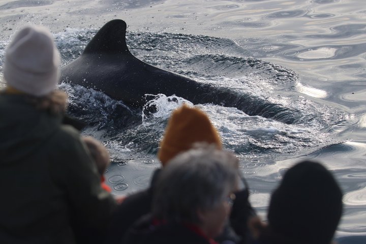 Stø Whale Watching Safari in Vesterålen with Puffins & Seals