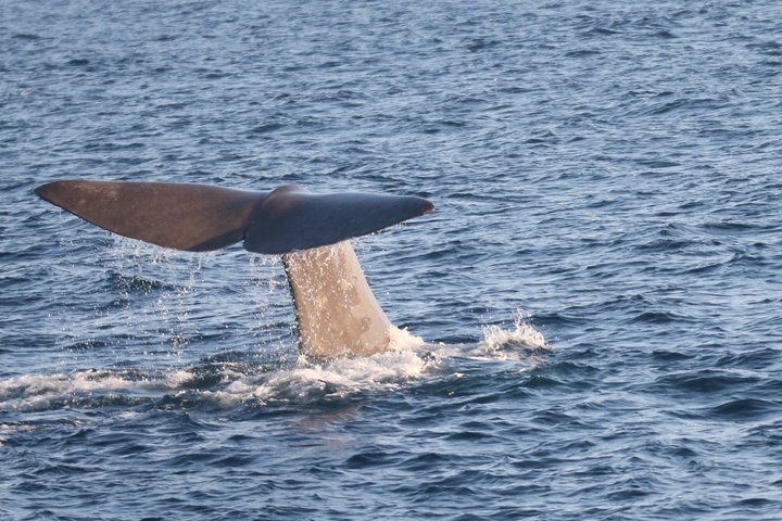 Andenes Whale Safari: Arctic Whale Watching Tour in Vesterålen