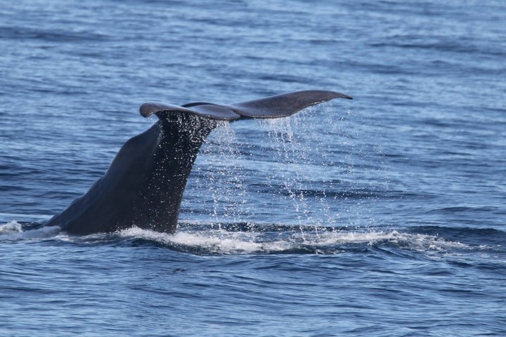 Stø Whale Watching Safari in Vesterålen with Puffins & Seals