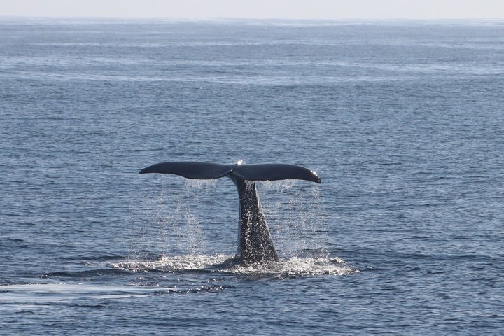 Stø Whale Watching Safari in Vesterålen with Puffins & Seals
