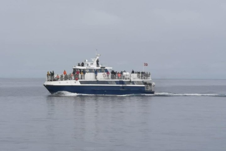 Stø Whale Watching Safari in Vesterålen with Puffins & Seals