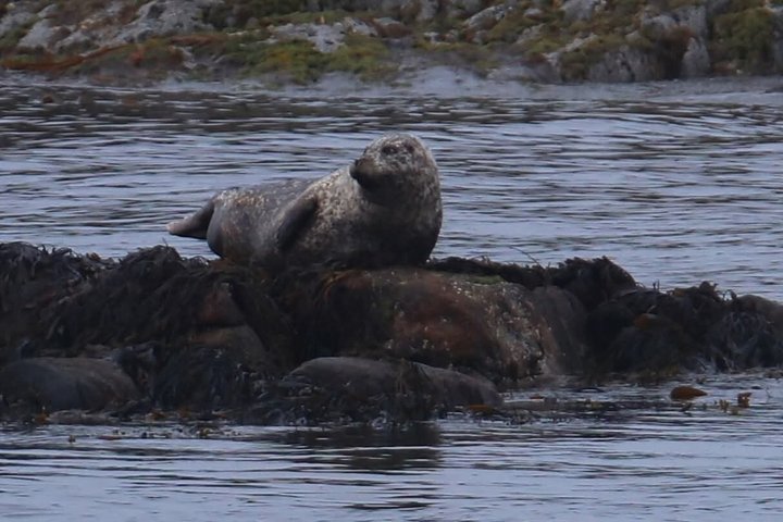 Stø Whale Watching Safari in Vesterålen with Puffins & Seals