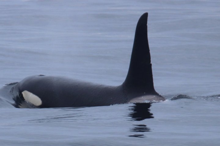 Stø Whale Watching Safari in Vesterålen with Puffins & Seals
