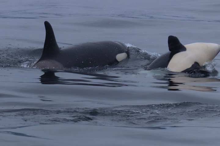 Stø Whale Watching Safari in Vesterålen with Puffins & Seals