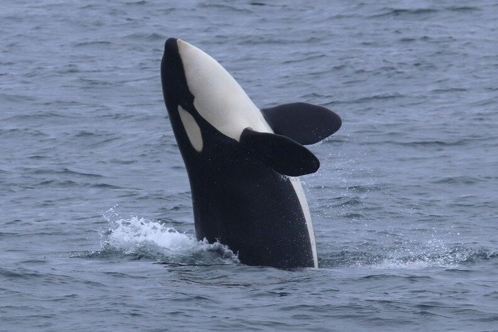 Stø Whale Watching Safari in Vesterålen with Puffins & Seals