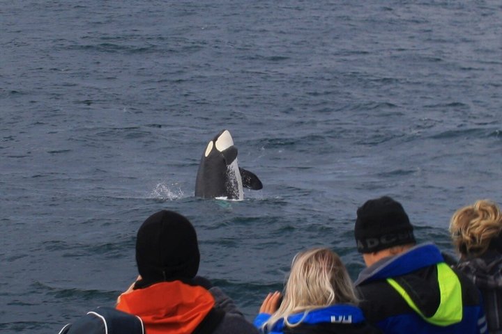 Stø Whale Watching Safari in Vesterålen with Puffins & Seals