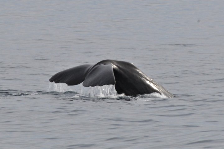 Stø Whale Watching Safari in Vesterålen with Puffins & Seals