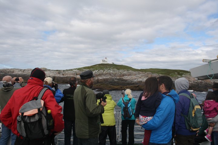 Stø Whale Watching Safari in Vesterålen with Puffins & Seals