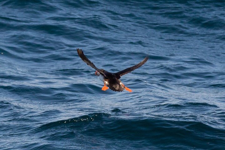 Stø Whale Watching Safari in Vesterålen with Puffins & Seals