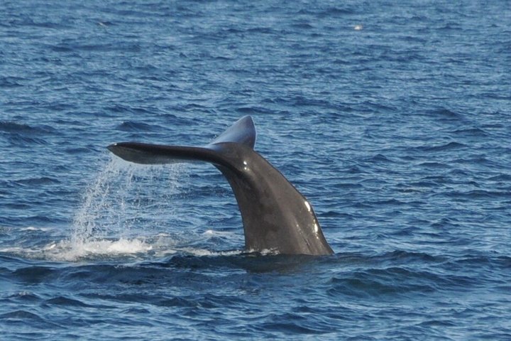 Stø Whale Watching Safari in Vesterålen with Puffins & Seals