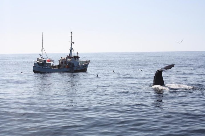 Stø Whale Watching Safari in Vesterålen with Puffins & Seals
