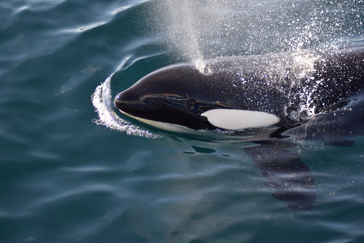 Stø Whale Watching Safari in Vesterålen with Puffins & Seals