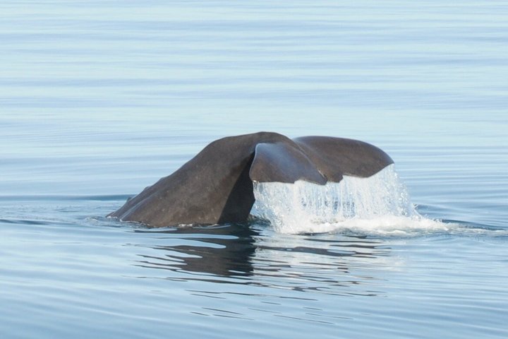 Stø Whale Watching Safari in Vesterålen with Puffins & Seals
