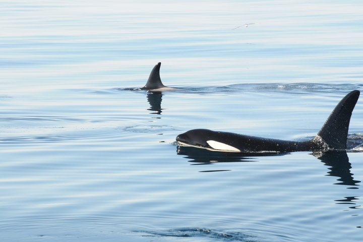Stø Whale Watching Safari in Vesterålen with Puffins & Seals