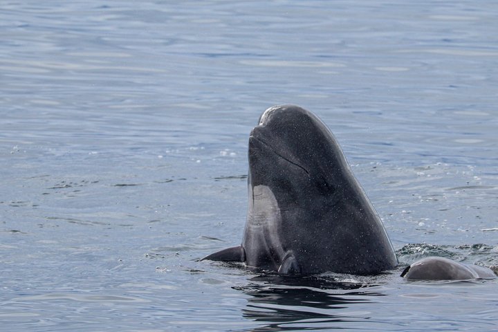 Stø Whale Watching Safari in Vesterålen with Puffins & Seals