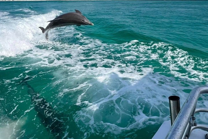 Dolphin & Sunset Cruises