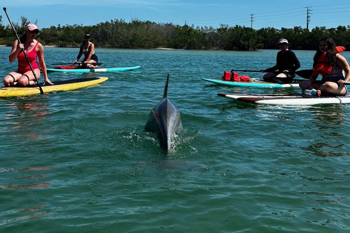 Daytona Beach Dolphin & Manatee Tour – Paddleboard or Kayak