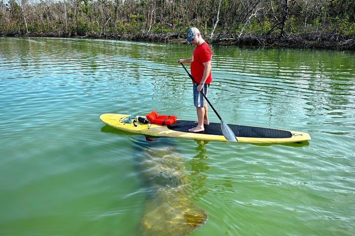 Daytona Beach Dolphin & Manatee Tour – Paddleboard or Kayak