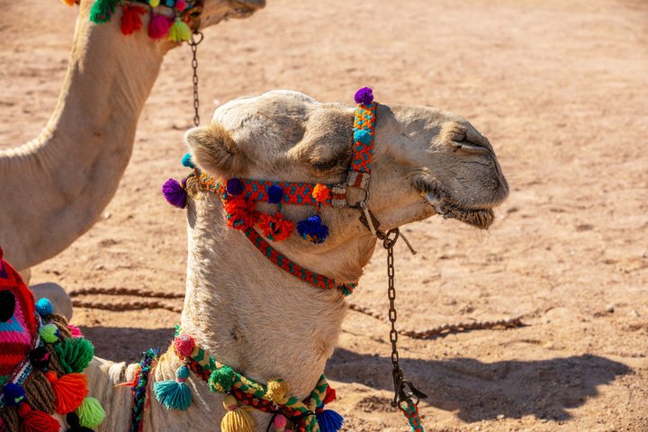 Sharm El-Sheikh: ATV Quad, Buggy, Stargazing, BBQ Dinner & Show