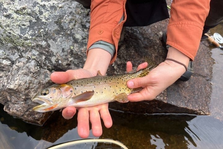 4 Hour Guided Fly Fishing Trip in Rocky Mountain National Park