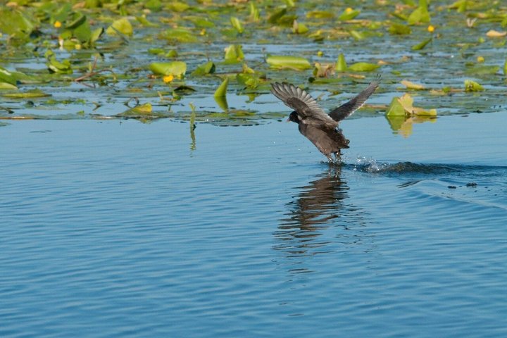 Virpazar Skadar Lake Boat Tour with Wildlife & Nature