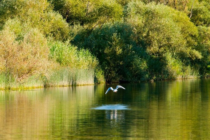Virpazar Skadar Lake Boat Tour with Wildlife & Nature