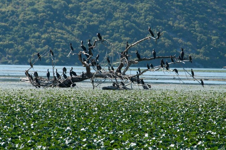 Virpazar Skadar Lake Boat Tour with Wildlife & Nature