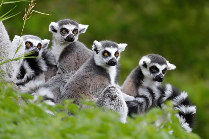 2-Day Antongona & Lemurs’ Park Camping Tour