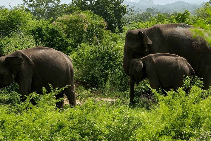 Hurulu Eco Park Private Safari