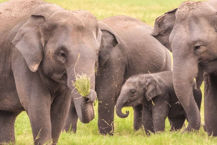 Hurulu Eco Park Private Safari