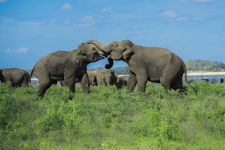 Hurulu Eco Park Private Safari