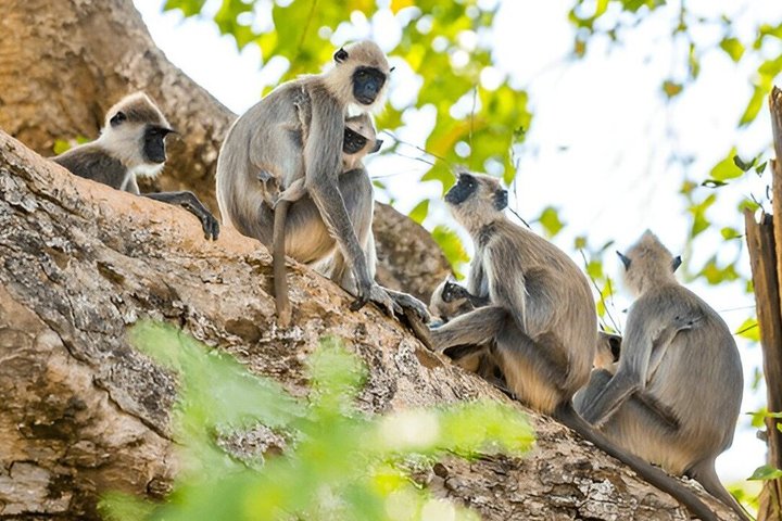 Udawalawe National Park Private Safari