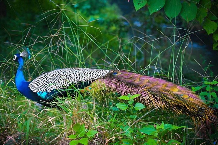 Udawalawe National Park Private Safari