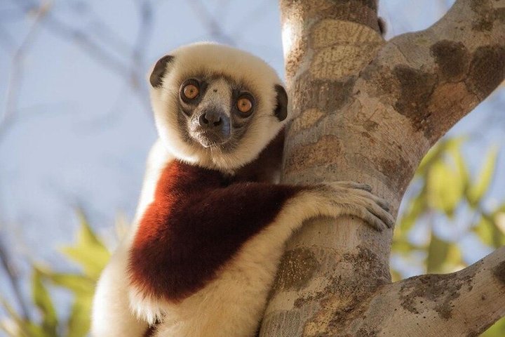 2-Day Antongona & Lemurs’ Park Camping Tour