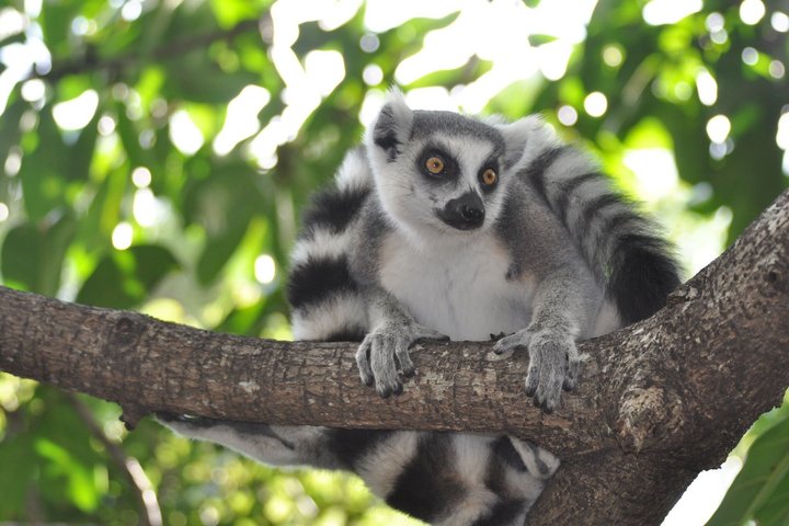 2-Day Antongona & Lemurs’ Park Camping Tour